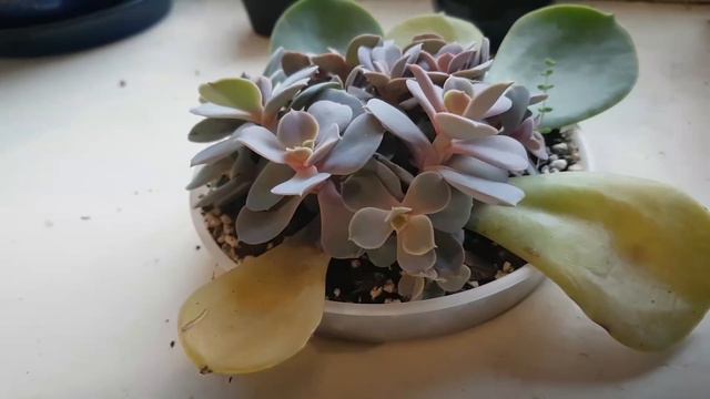 My Best Propagation Method final update 2017 - Echeveria Perle Von Nurnberg смотреть онлайн