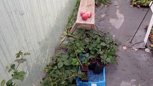 Укоренение ежевики Блек Джем макушками!!!