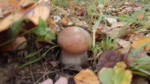 Повезло так повезло, попались белые