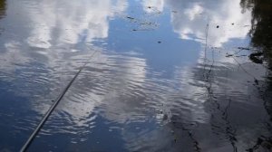 Удилища для ловли уклейки. КАК ПОЙМАТЬ КРУПНУЮ УКЛЕЙКУ, РЫБАЛКА В ЧЕРТЕ ГОРОДА.