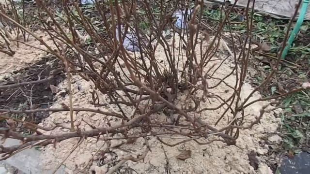 Смородина Кусты под зиму смотреть онлайн