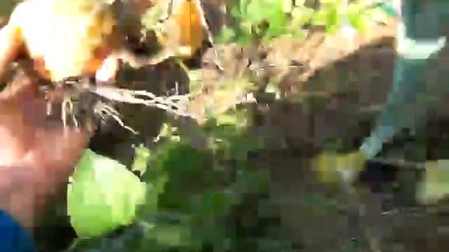 Мой огород - Лук из семян 23.08.14 смотреть онлайн