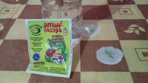 Дихондра от посева до всходов.