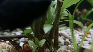 КОРИДОРАС АДОЛЬФА. СОДЕРЖАНИЕ И РАЗВЕДЕНИЕ.