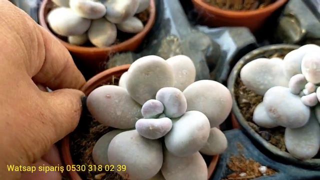 En Özel Sukulentler Satışta Part-2 смотреть онлайн