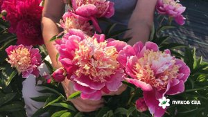 Золотое Руно пион.  Пулков сад (2022 г)