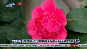 Весеннее цветение азалий и камелий