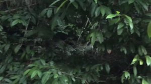 Отдых на Борнео