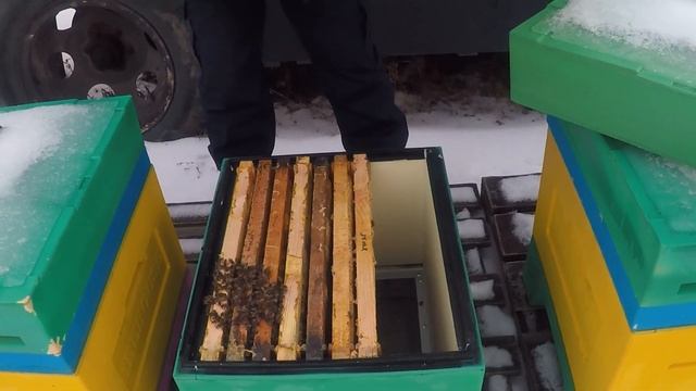 Зимовка пчел на воле Летние отводки Вентиляция смотреть онлайн