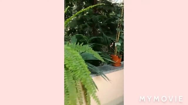 Едем на ЭКСКУРСИЮ в БРЕСТ в зимний сад/Pink lady смотреть онлайн