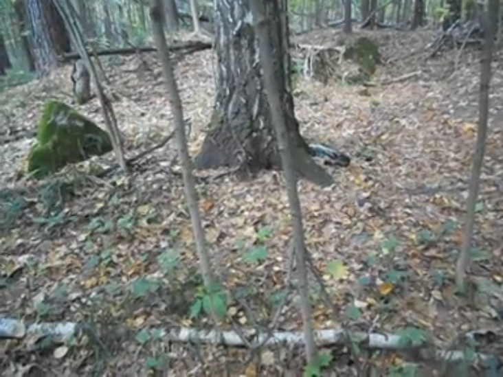 Волчьи ямы, Томилинский лесопарк.