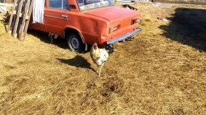 Петушиные бои, Юрлоки снова в кадре