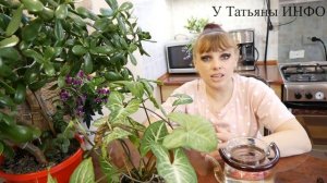 ЙОД для комнатных растений / Зачем нужен ЙОД для комнатных растений!