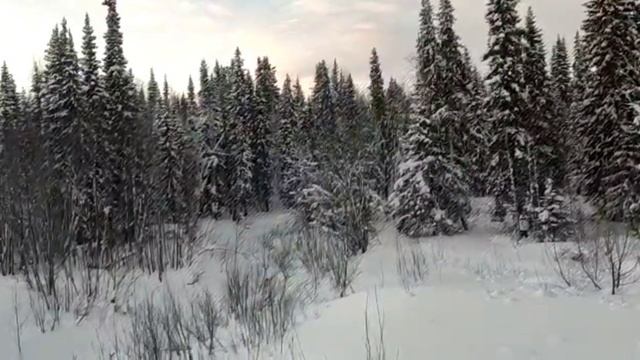 Жубревы//Сколько осталось до срыва? // Обзор видео// смотреть онлайн