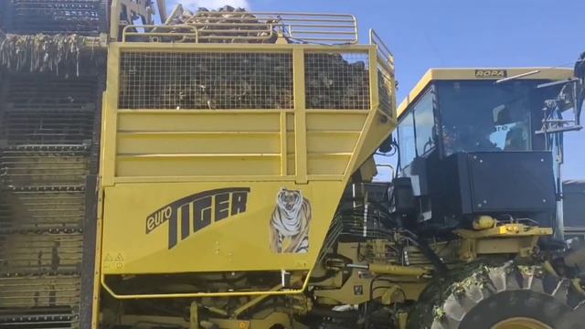 Уборка сахарной свёклы смотреть онлайн