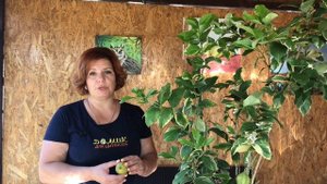 Lemon with pink pulp   лимон с розовой мякотью