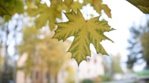 ЛИСТ  КЛЁНА ДЛЯ ВЫРЕЗАНИЯ