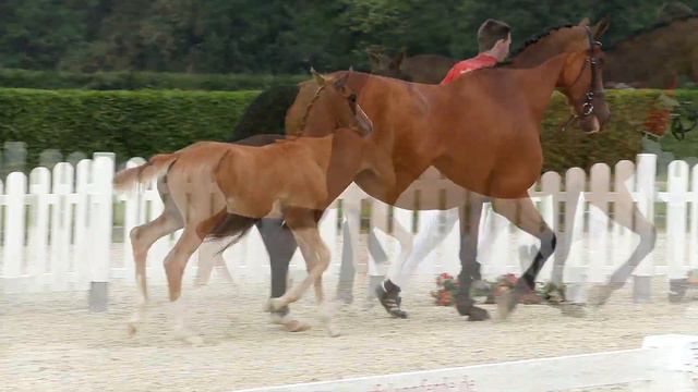 114 Zabarello Hengst v. Zoom - Florestan I смотреть онлайн
