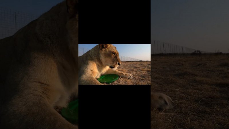 Она обиделась. No touchy-touchy. #lion #animals #bigcat #лев #животные