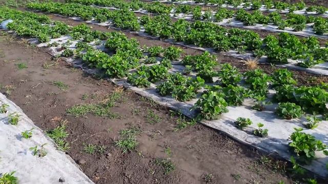 Капельный полив для клубники. смотреть онлайн