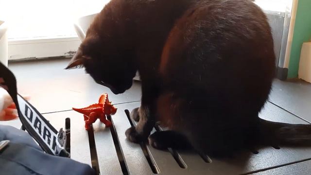 Котокафе в Санкт Петербурге смотреть онлайн