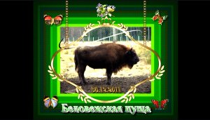 Беловежская пуща.(30.12.2011)     ⭐50 лет БГКМ 🎈 1974-2024.⭐