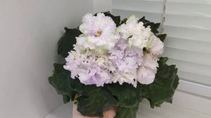 Фиалка АВ-Кружевная Сирень