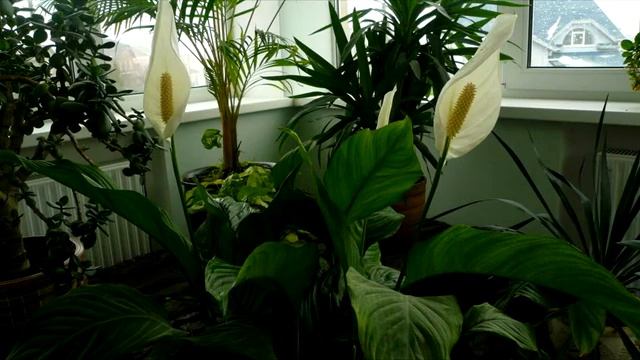 Почему не цветёт спатифиллум, женское счастье? Мои комнатные цветы. Часть 4. смотреть онлайн