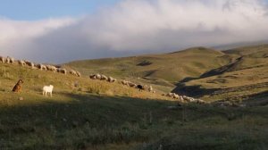 Armenian gampr and mixed dog guarding a flock of sheep
