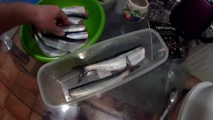 Бомбический рецепт!Малосольный рипус.