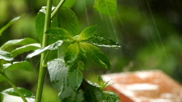 Успокаивающая мелодия летнего дождика смотреть онлайн