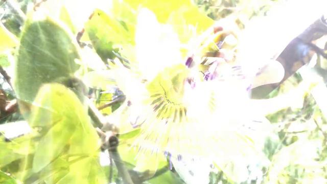 Bella APERTURA de una PASSIFLORA o flor de la pasión смотреть онлайн