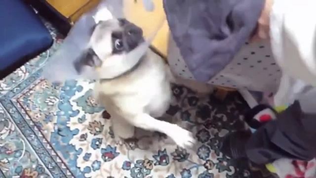 Лай собак-слушать всем// смотреть онлайн