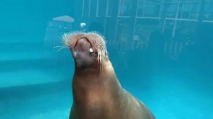 Московский зоопарк. Моржи и дети.