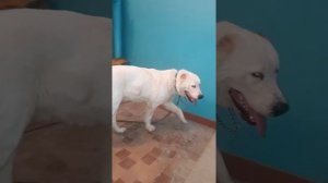 Крым Алабай тренировки по лестнице