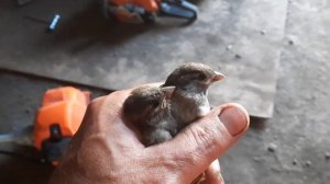 Спасаем птенцов воробья