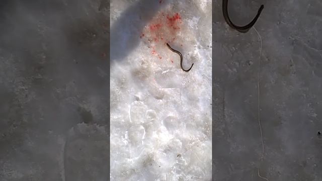 Рыбалка Ирбит в Тавде смотреть онлайн