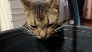 Life in Siberian Village - New Year in my village