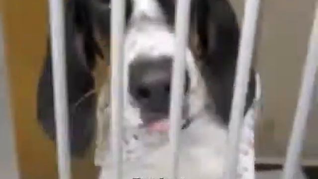 Какие милые, смешные собаки смотреть онлайн