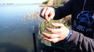 Рыбалка на фидер в низовьях Дона. Анонс новинок от Real Big Fish.