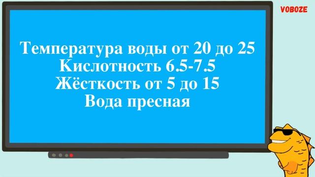Аквариумная рыбка Боция Панда. Содержание, совместимость и разведение смотреть онлайн