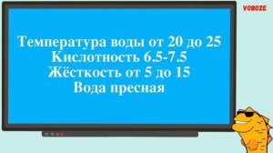 Аквариумная рыбка Боция Панда. Содержание, совместимость и разведение