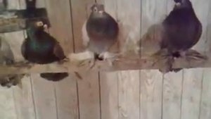 голуби алтайского края
