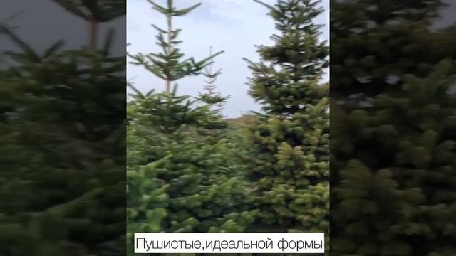 Пихта или Ель Нордмана (Nordman Tree)