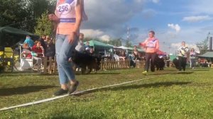 Рабочие кобели дш ч.1 от Леси Воробьевой / Моно немецких овчарок ранга ПК БРОННИЦЫ 10 августа 2024