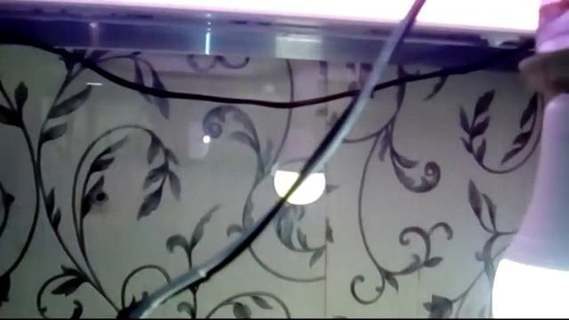 хищные растения дома
