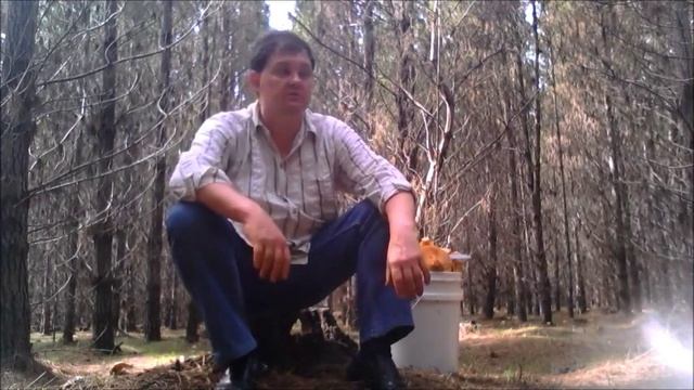 Сбор грибов и ягод, рыбалка и охота в Австралии. Рамзес-809 смотреть онлайн