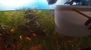 Как правильно чистить аквариум Сифонка грунта Чистка стекол