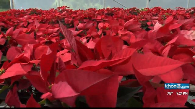 Glenn's nursery Pkg смотреть онлайн