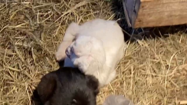 Коза родила четырёх козлят / сеем цветы на рассаду смотреть онлайн